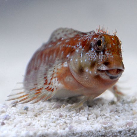 Molly Miller Blenny - Scartella cristata