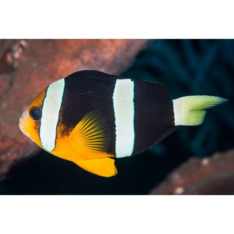 Peixe Palhaço Clarkii Black - Amphiprion clarkii