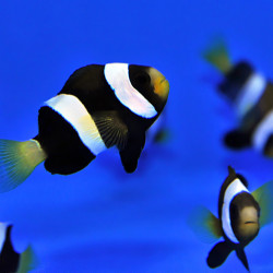 Peixe Palhaço Clarkii Black - Amphiprion clarkii TB Peixe Palhaço Clarkii Black - Amphiprion clarkii TB