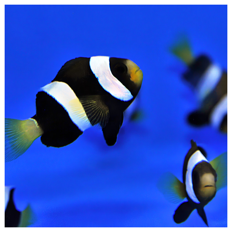 Peixe Palhaço Clarkii Black - Amphiprion clarkii