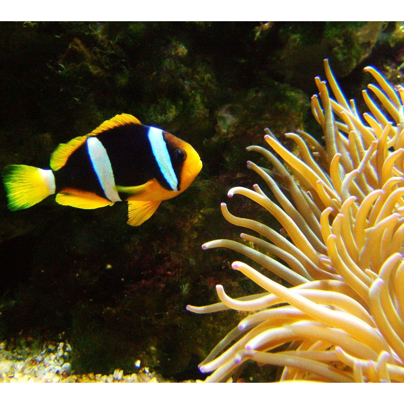 Clarkii Black Clownfish - Amphiprion clarkii