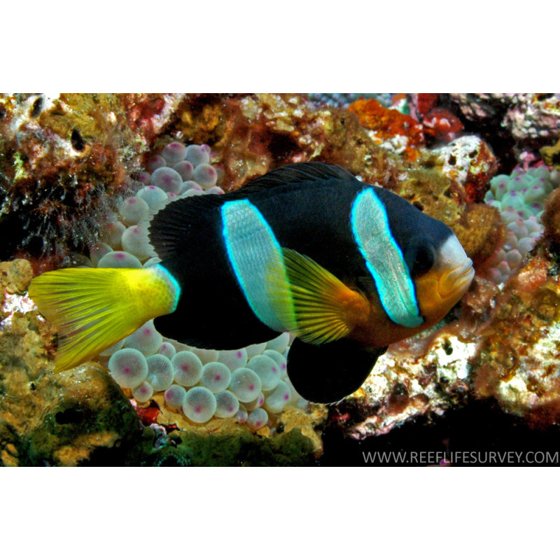 Clarkii Black Clownfish - Amphiprion clarkii