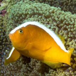 Amphiprion sandaracinos - Orange Skunk Clownfish TB Amphiprion sandaracinos - Orange Skunk Clownfish TB