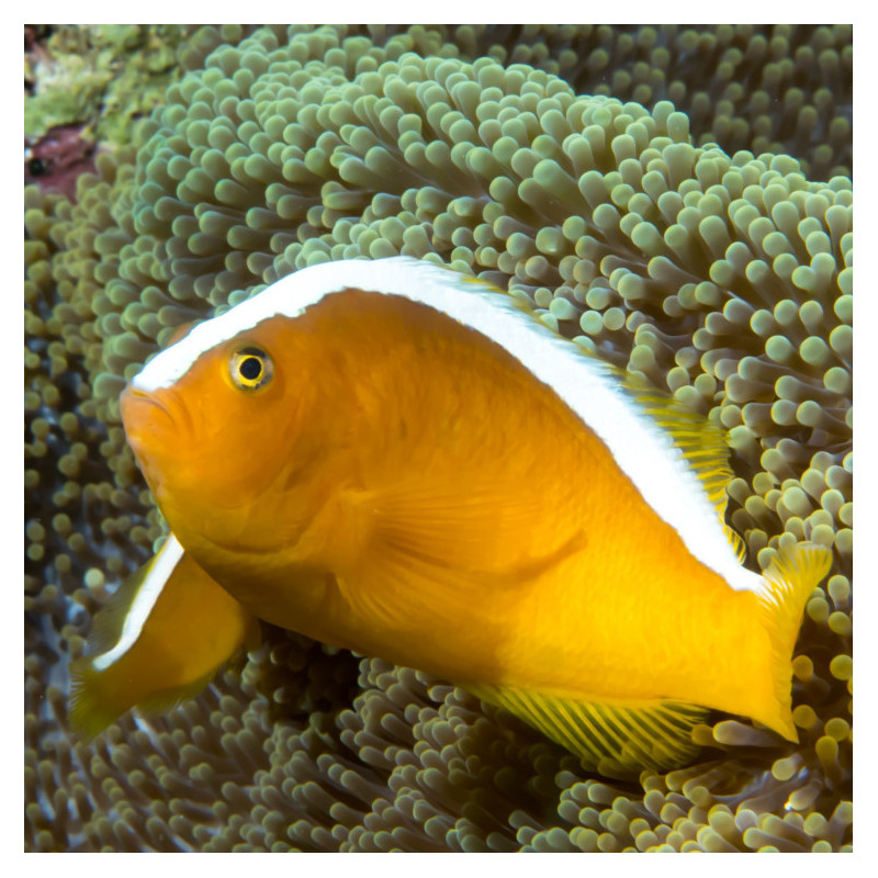 Amphiprion sandaracinos - Yellow Skunk Clownfish TB