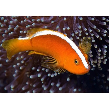 Amphiprion sandaracinos - Yellow Skunk Clownfish TB
