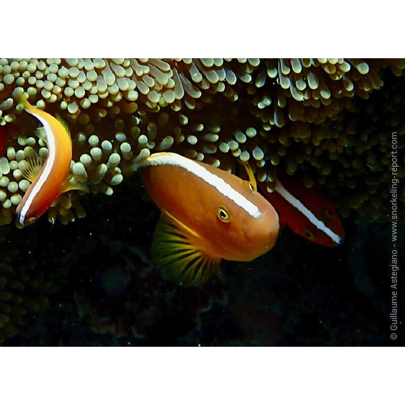 Amphiprion sandaracinos - Yellow Skunk Clownfish TB