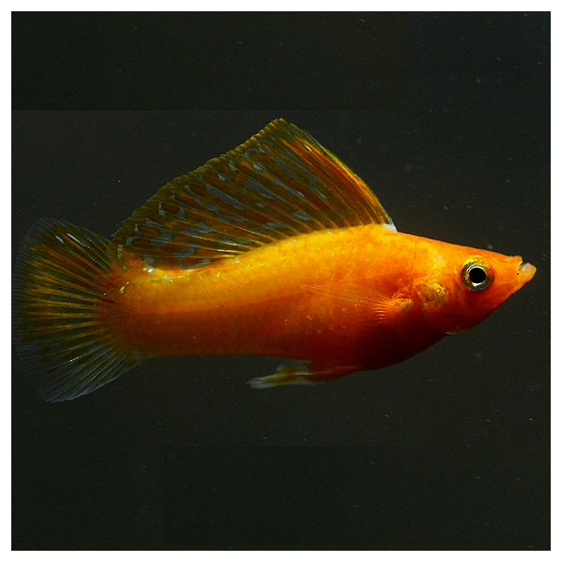 Molly Gold - Poecilia sphenops