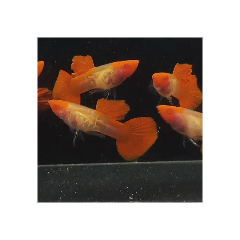 Guppy KOI Albino - Poecilia reticulata