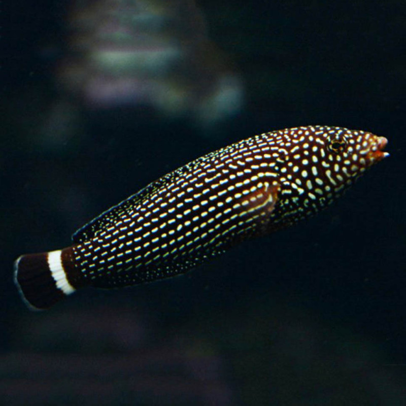 Anampses lineatus