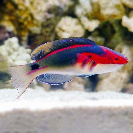 Exquisite Wrasse - Cirrhilabrus exquisitus