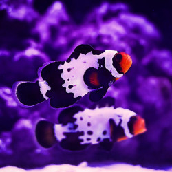 Amphiprion ocellaris, Bullet Hole Clownfish Amphiprion ocellaris, Bullet Hole Clownfish