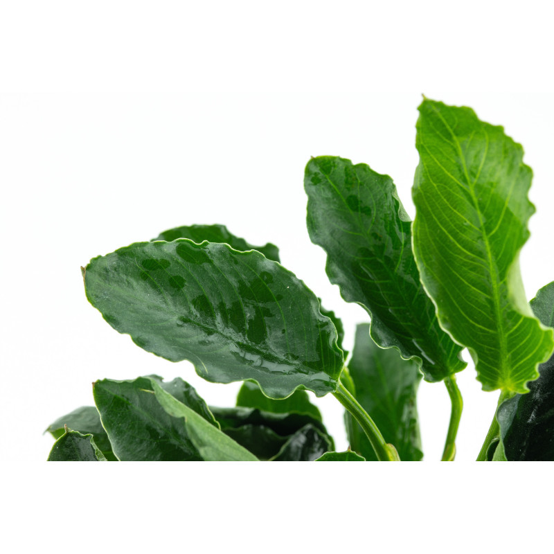 Anubias barteri var. nana "Kirin"