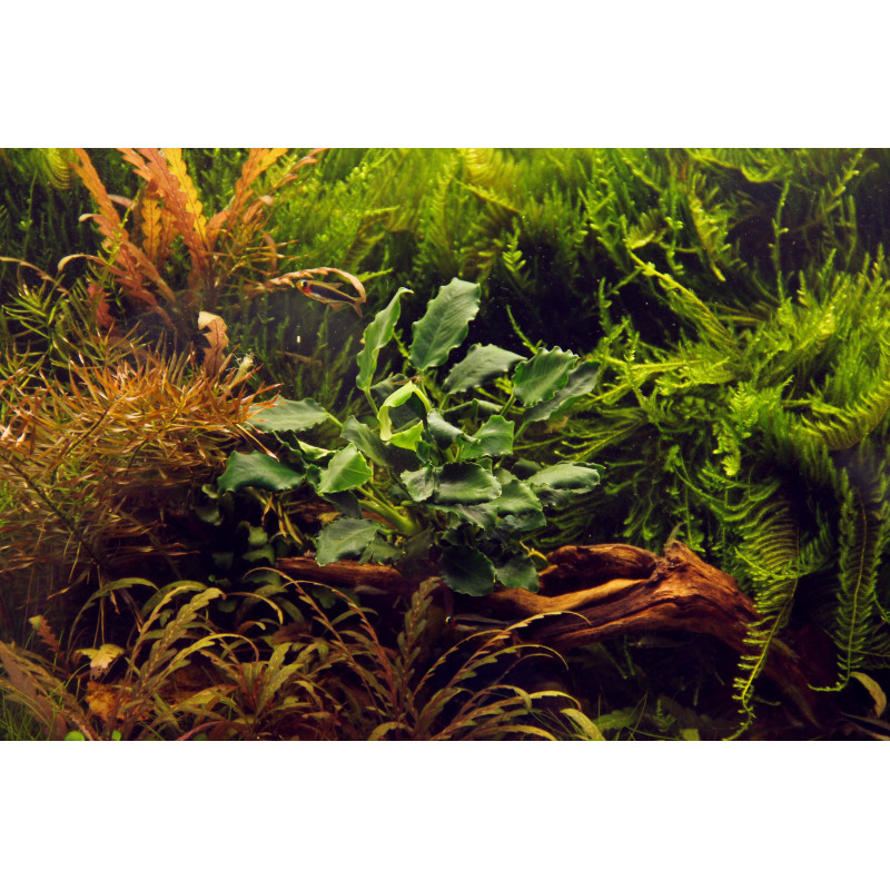 Anubias barteri var. nana "Kirin"