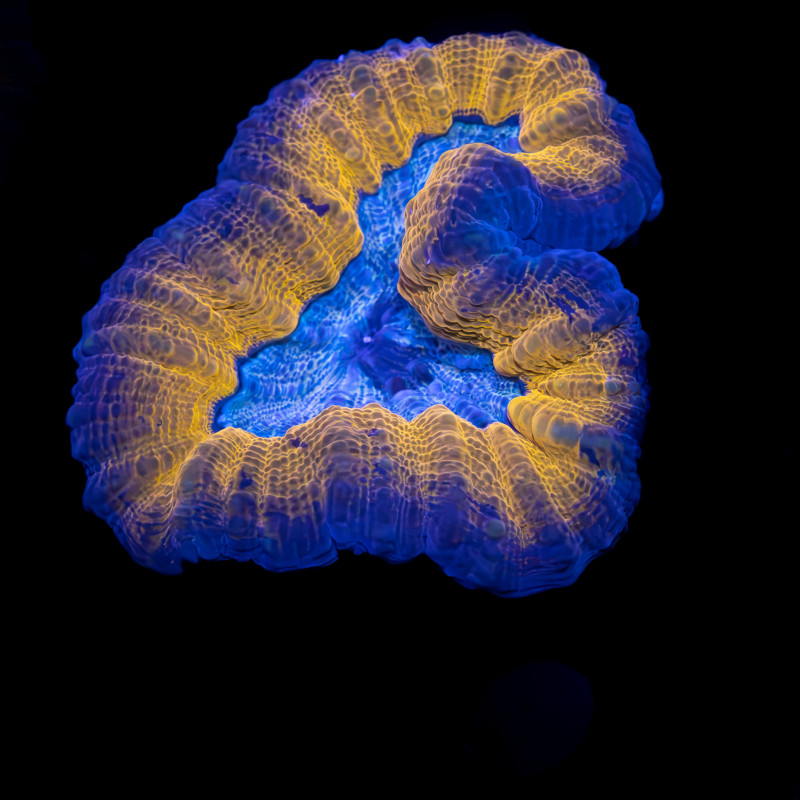 Lobophyllia Rainbow II WYSIWYG