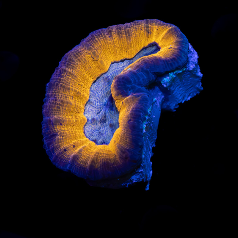 Lobophyllia Bicolor IIII WYSIWYG