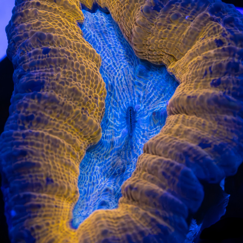 Lobophyllia Bicolor VI WYSIWYG