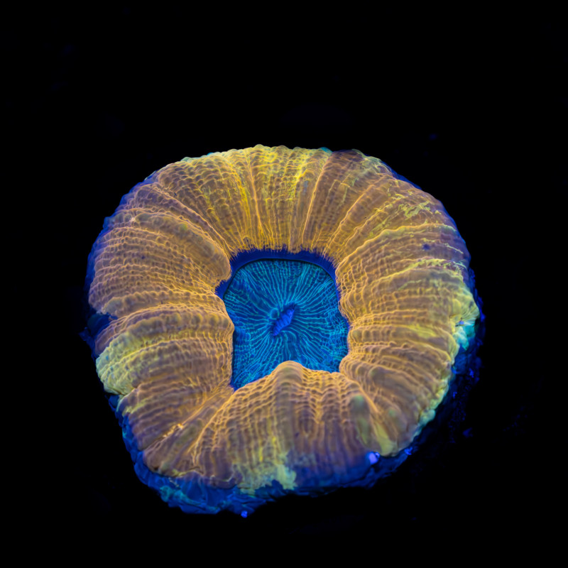 Lobophyllia Bicolor VII WYSIWYG