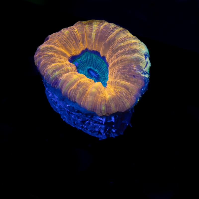 Lobophyllia Bicolor VIII WYSIWYG