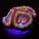 Micromussa Lordhowensis Rainbow WYSYWIG I