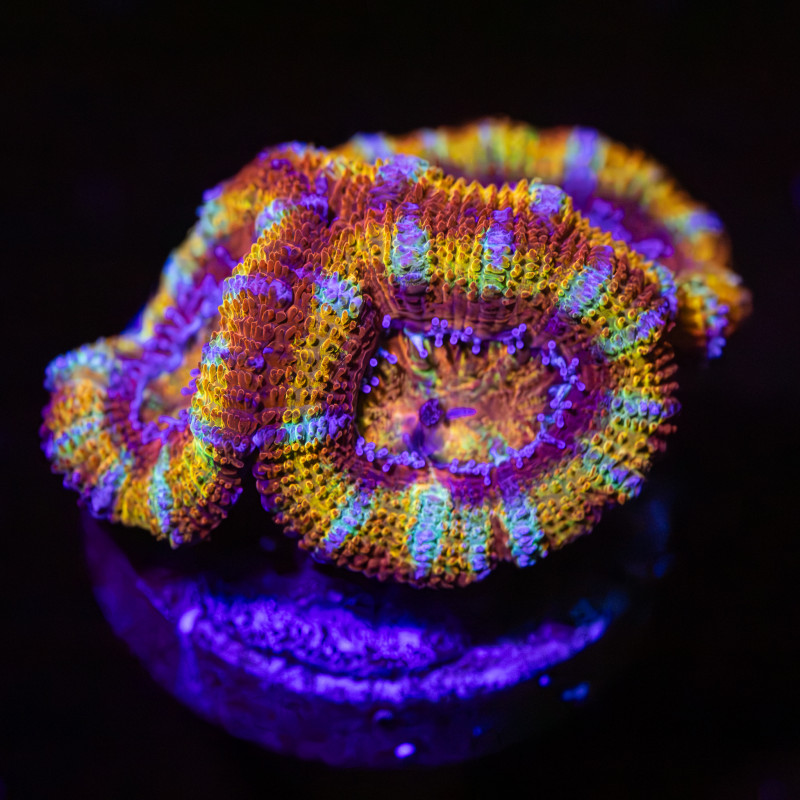 Micromussa Lordhowensis rainbow WYSYWIG I
