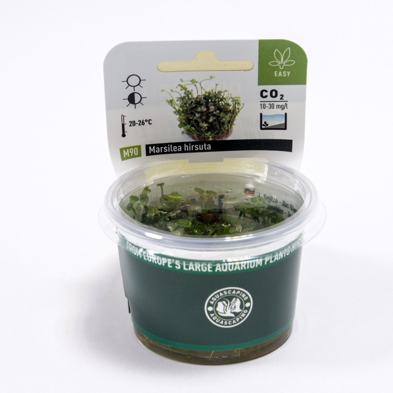 Marsilea hirsuta in Vitro