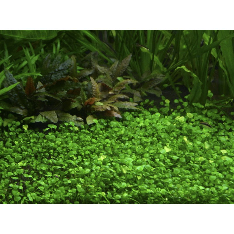 Marsilea hirsuta in Vitro