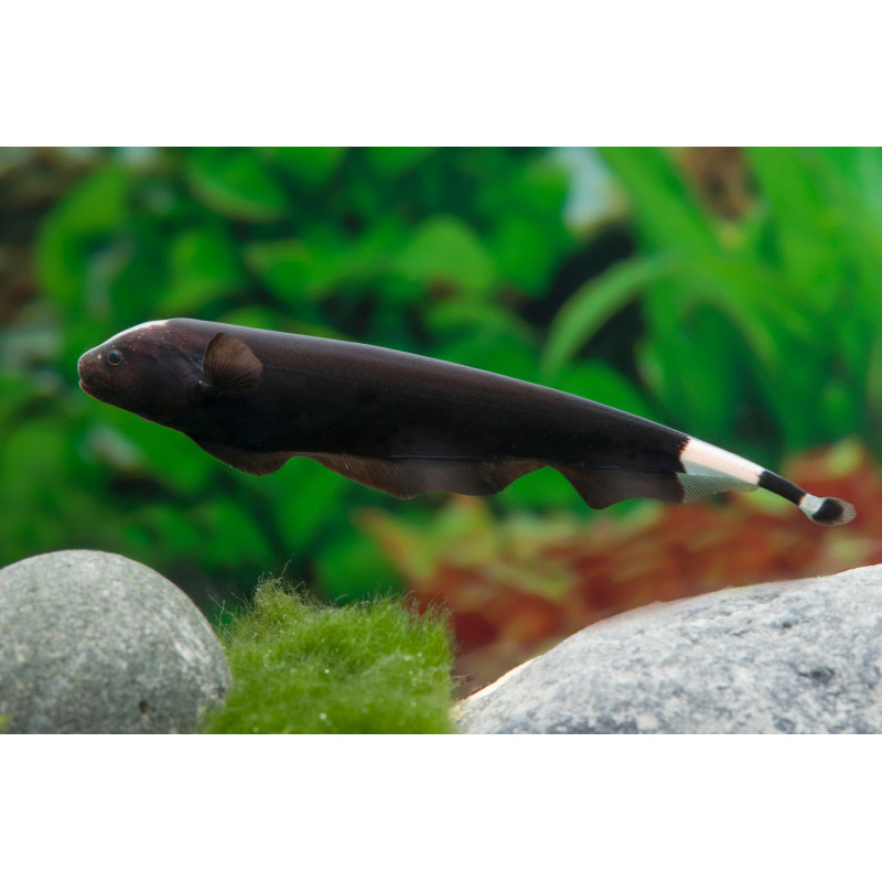 Apteronotus albifrons - Black Ghost Knifefish