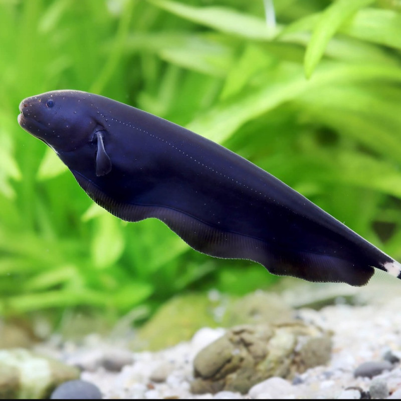 Apteronotus albifrons - Black Ghost Knifefish