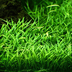 Lilaeopsis brasiliensis in Vitro Lilaeopsis brasiliensis in Vitro