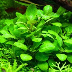 Lobelia cardinalis 'Mini'
 Produtor-Tropica