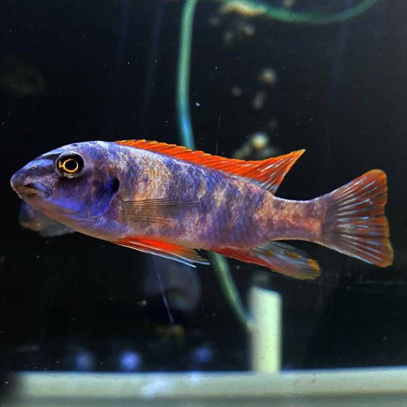 Labeotropheus fuelleborni Katale Female