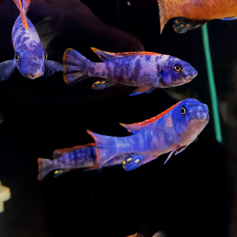 Labeotropheus fuelleborni Katale Female