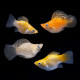 Molly Balão Sortida - Poecilia latipina