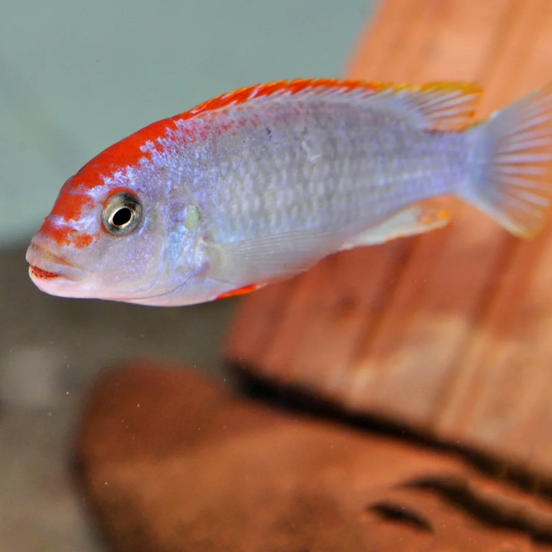 Pseudotropheus perspicax