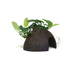 Anubias barteri nana on Coconut Shell Anubias barteri nana on Coconut Shell