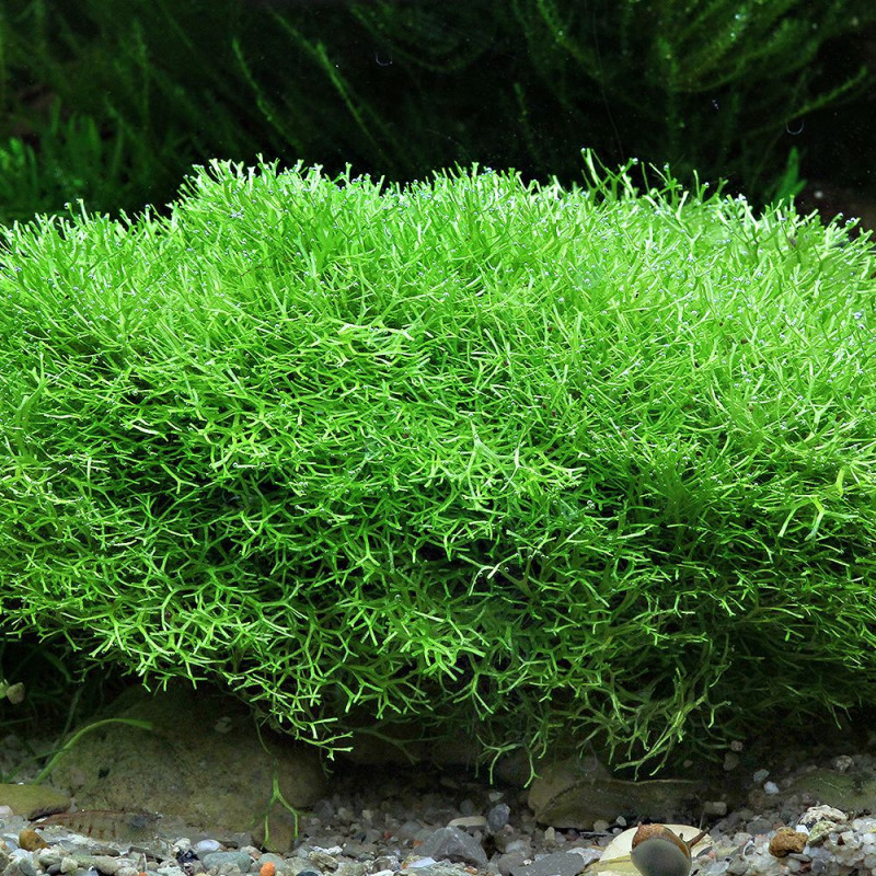 Riccia fluitans Riccia fluitans