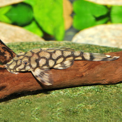 Ancistrus sp. “Rio Itenez” (Kiefneri II) L519 Ancistrus sp. “Rio Itenez” (Kiefneri II) L519