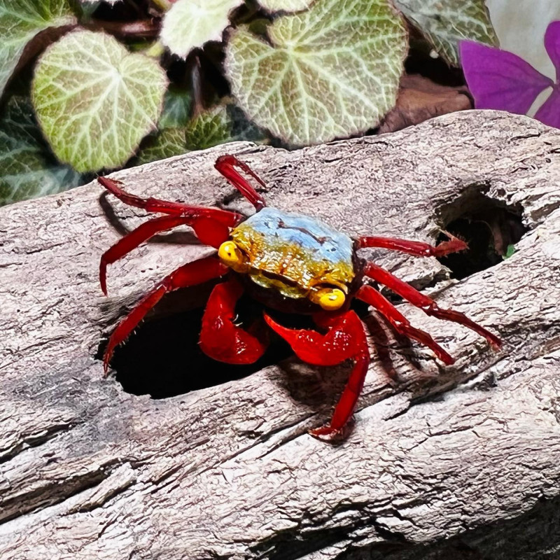 Caranguejo Diabo Vermelho (Geosesarma Hagen)