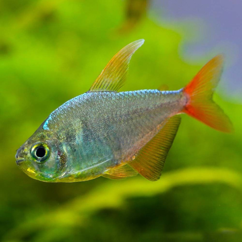 Moenkhausia columbiana - Colombian Tetra