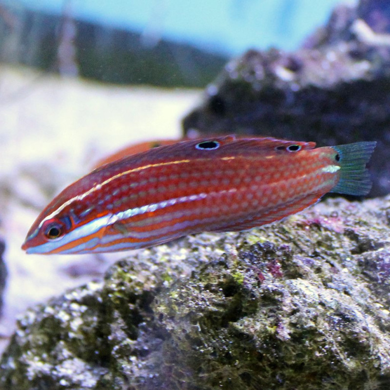 Halichoeres biocellatus