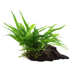 Microsorum pteropus 'Narrow' on wood - Tropica Microsorum pteropus 'Narrow' on wood - Tropica