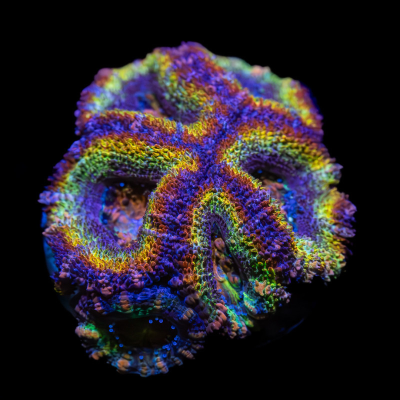 Micromussa Lordhowensis Lemon Rainbow II