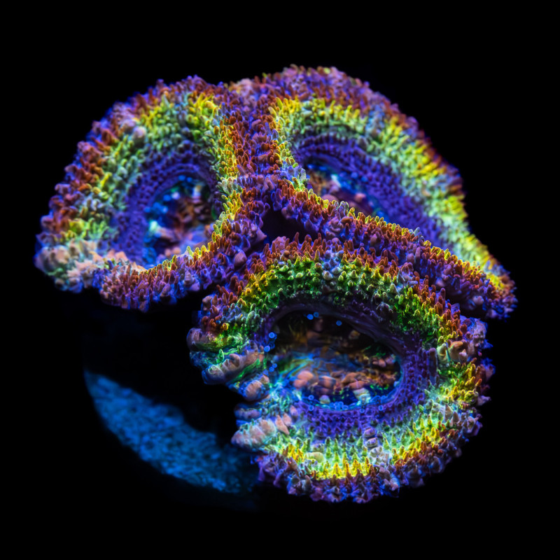 Micromussa Lordhowensis Lemon Rainbow II