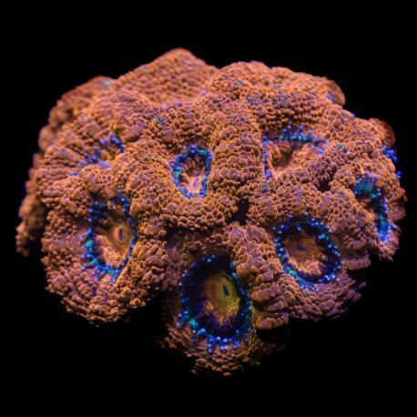 Micromussa Lordhowensis Mini Colony