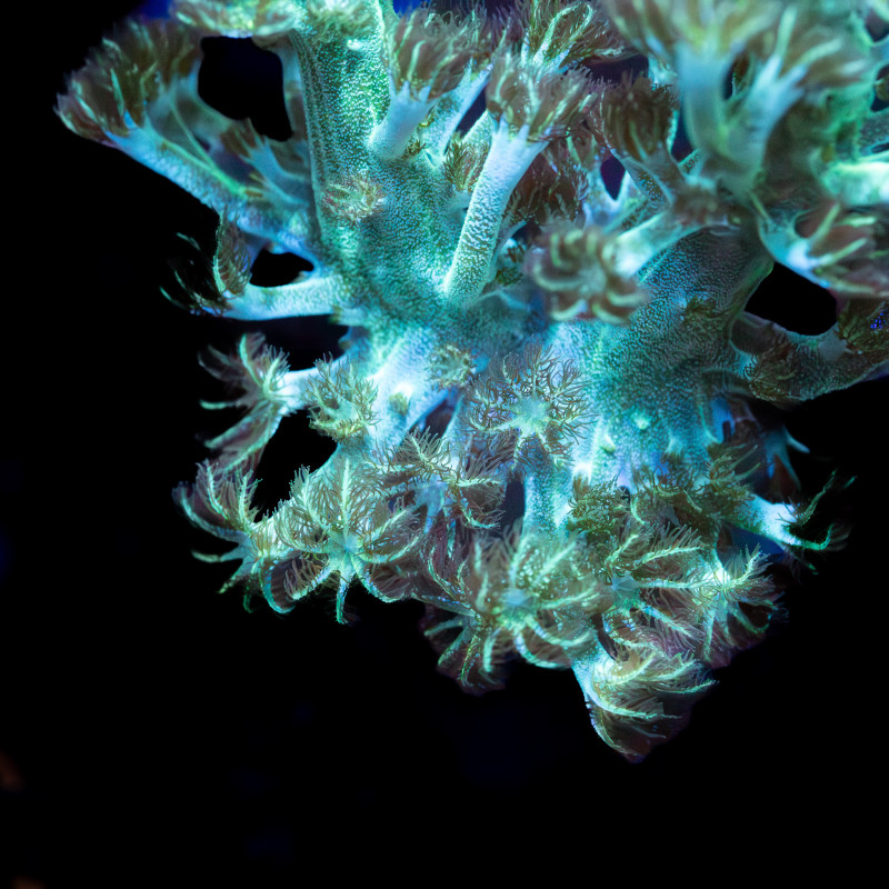 Capnella Green Kenia Tree