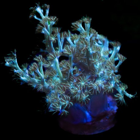 Capnella Green Kenia Tree