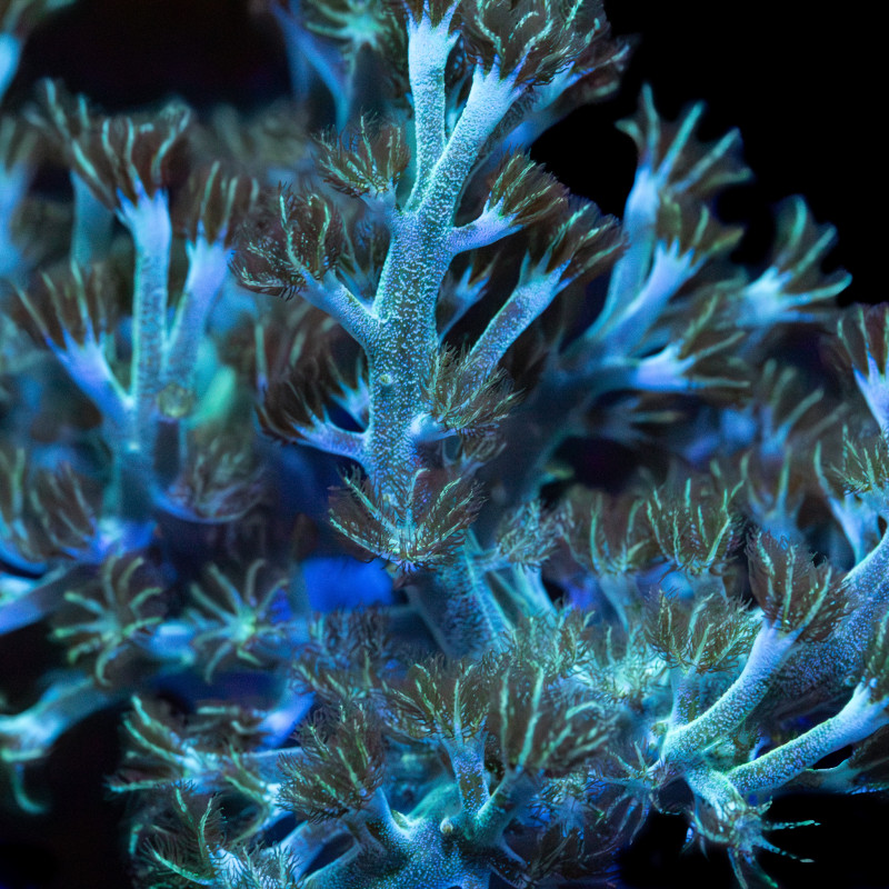 Capnella Green Kenia Tree