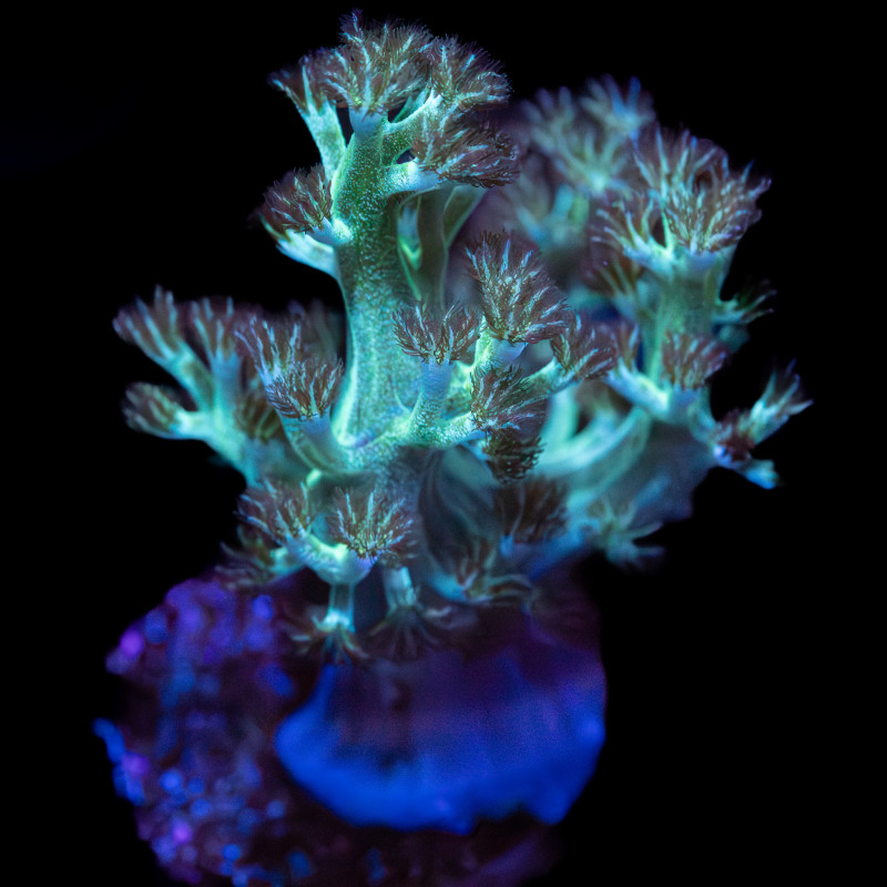 Capnella Green Kenia Tree