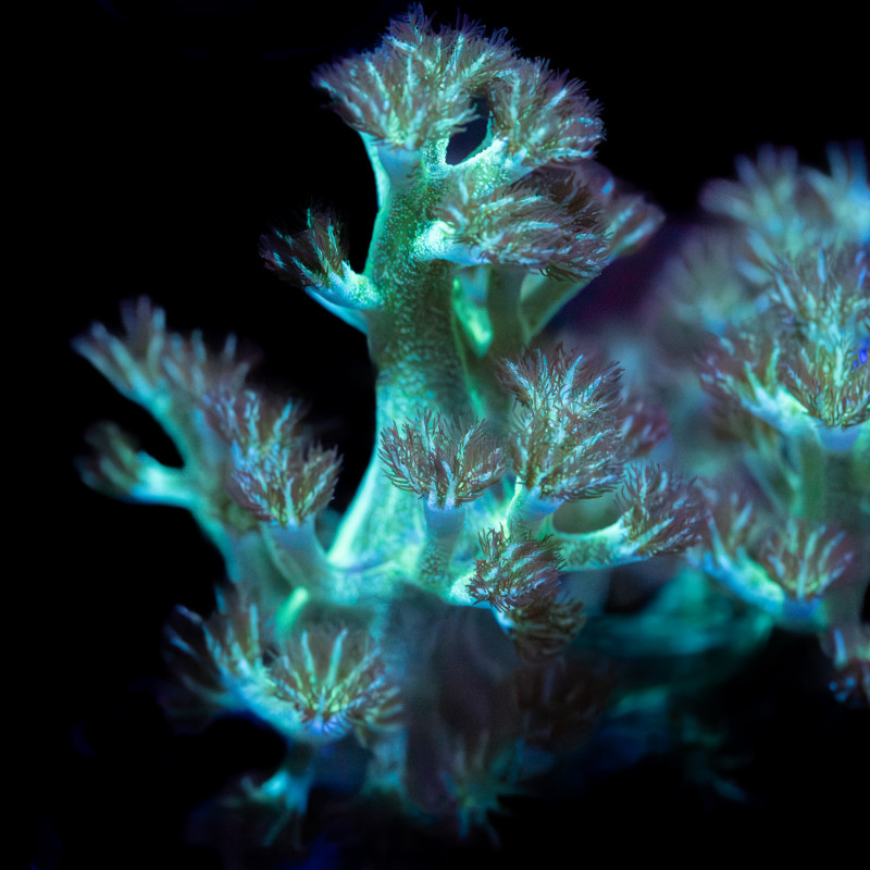 Capnella Green Kenia Tree