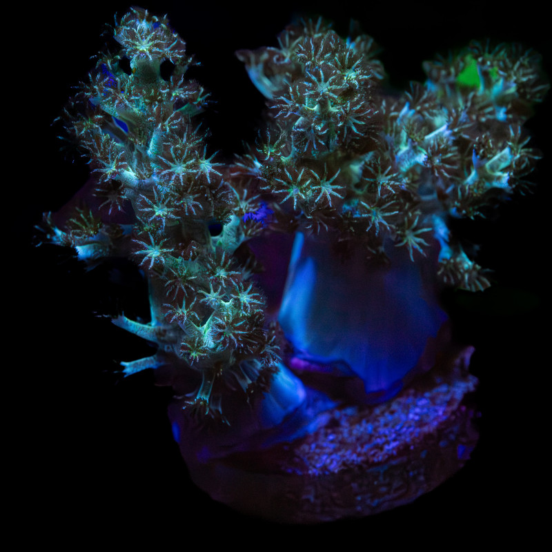 Capnella Green Kenia Tree